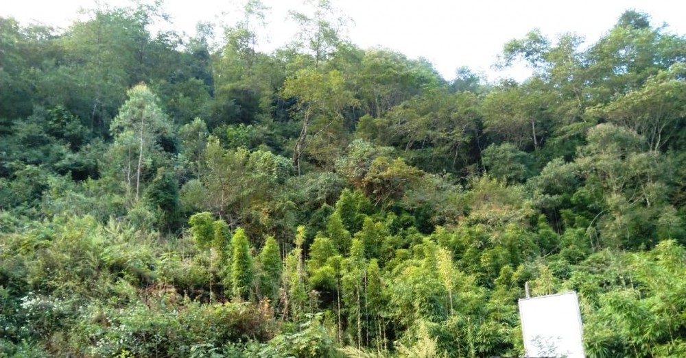 A forest somewhere in Kohima. ‘For the Naga people, land belongs to the people. Every Naga village has its own sovereign authority over its land,’ asserts the Ao Senden on August 2. (Morung File Photo)